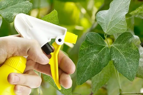 aluminum plant miticide spraying underside