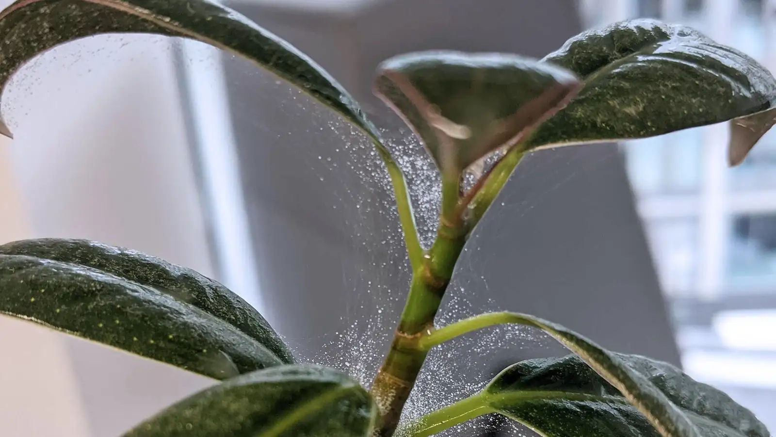 aluminum plant spider mite damage close-up