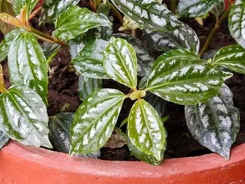 pilea cadierei vietnam rainforest groundcover