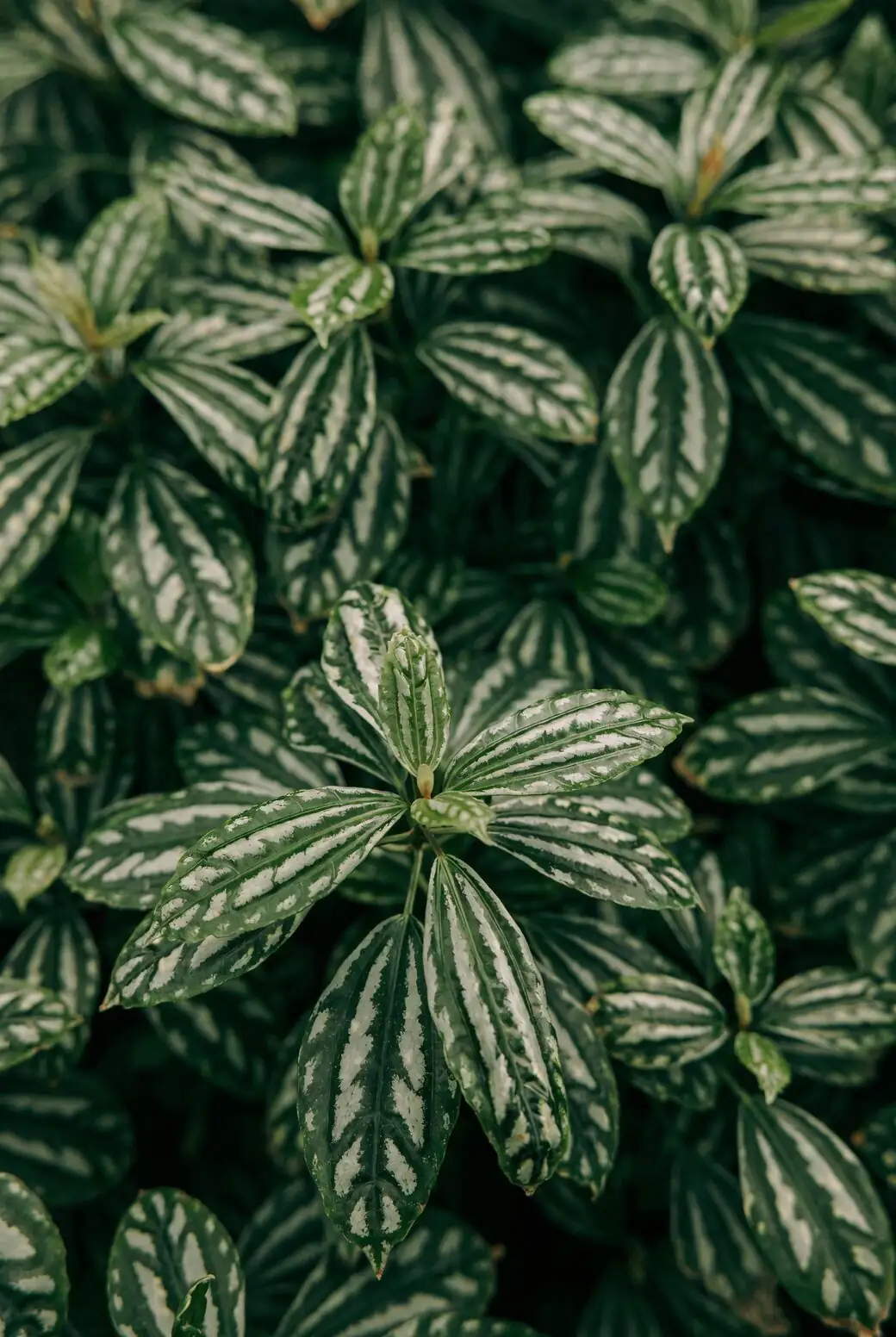 pilea cadierei leaf silver variegation macro