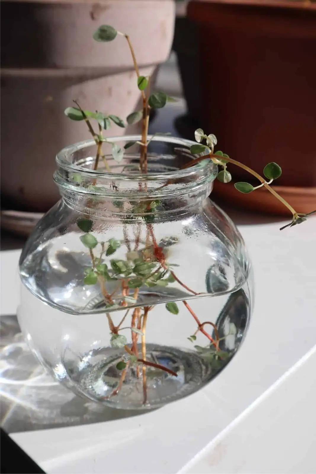 pilea cadierei stem cuttings propagation