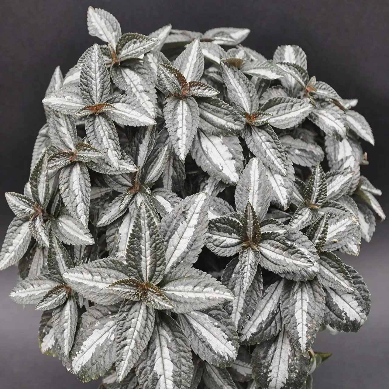 “友谊草”的花语考：它为何象征陪伴与分享？从扦插传统到当代居家文化