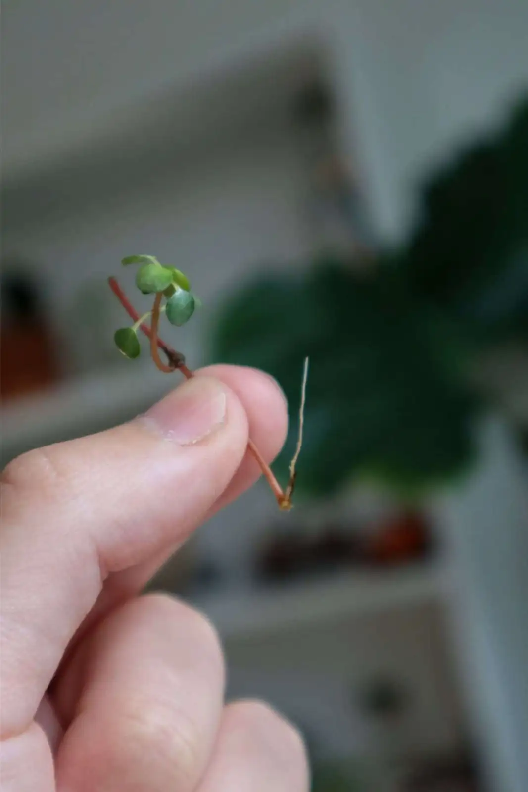 pilea cadierei stem cuttings rooting
