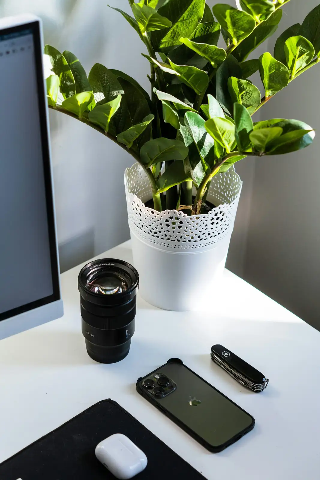 pilea cadierei on office desk