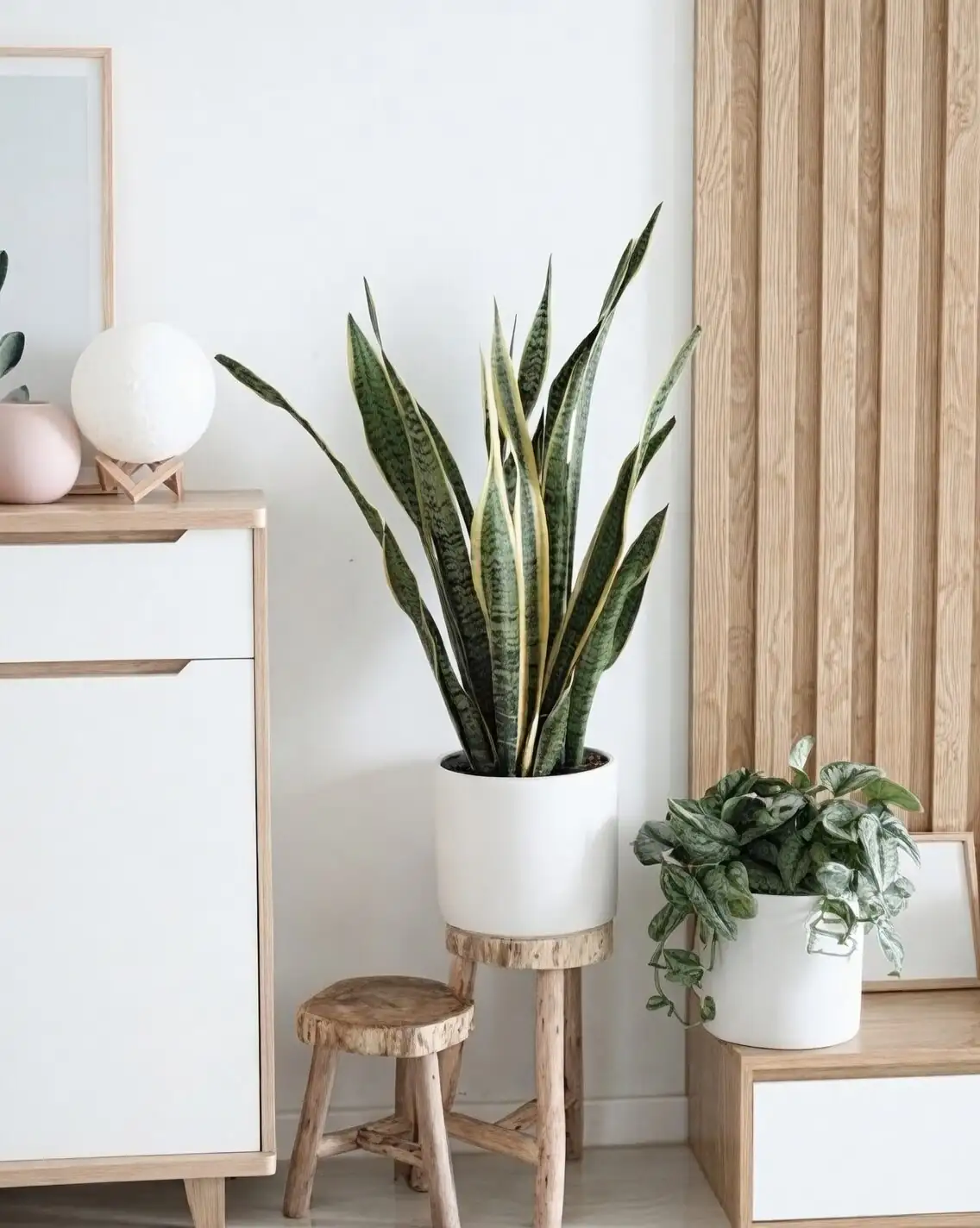 pilea cadierei cuttings exchange table