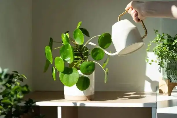 pilea cadierei on oak table metal lamp