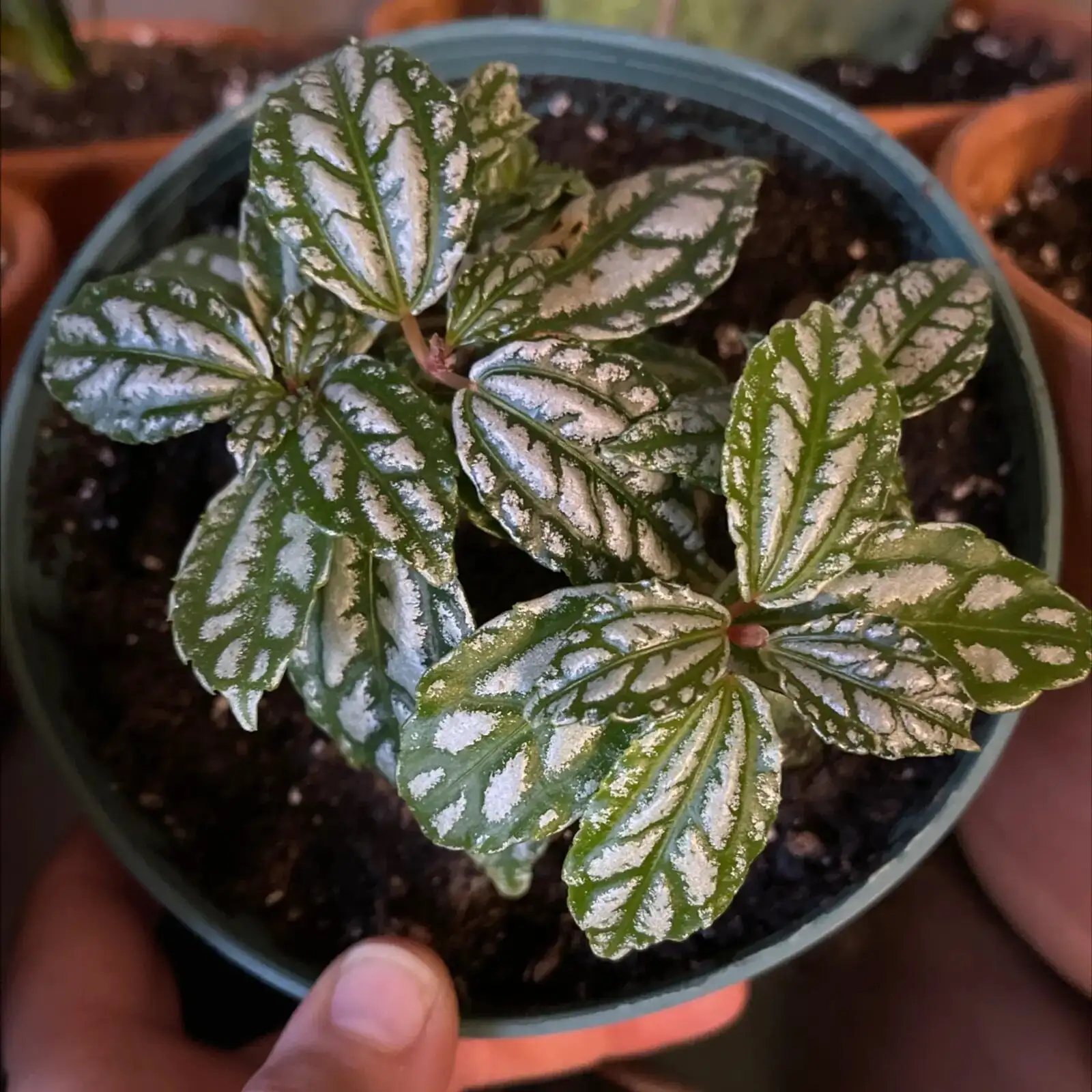aluminum plant cuttings potting mix