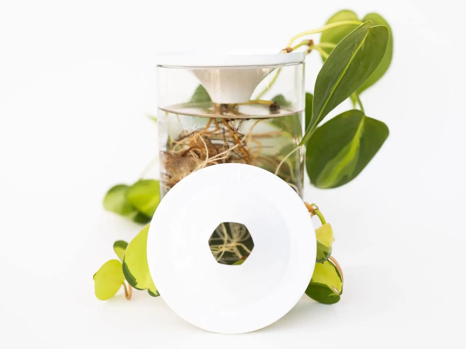 aluminum plant water propagation roots