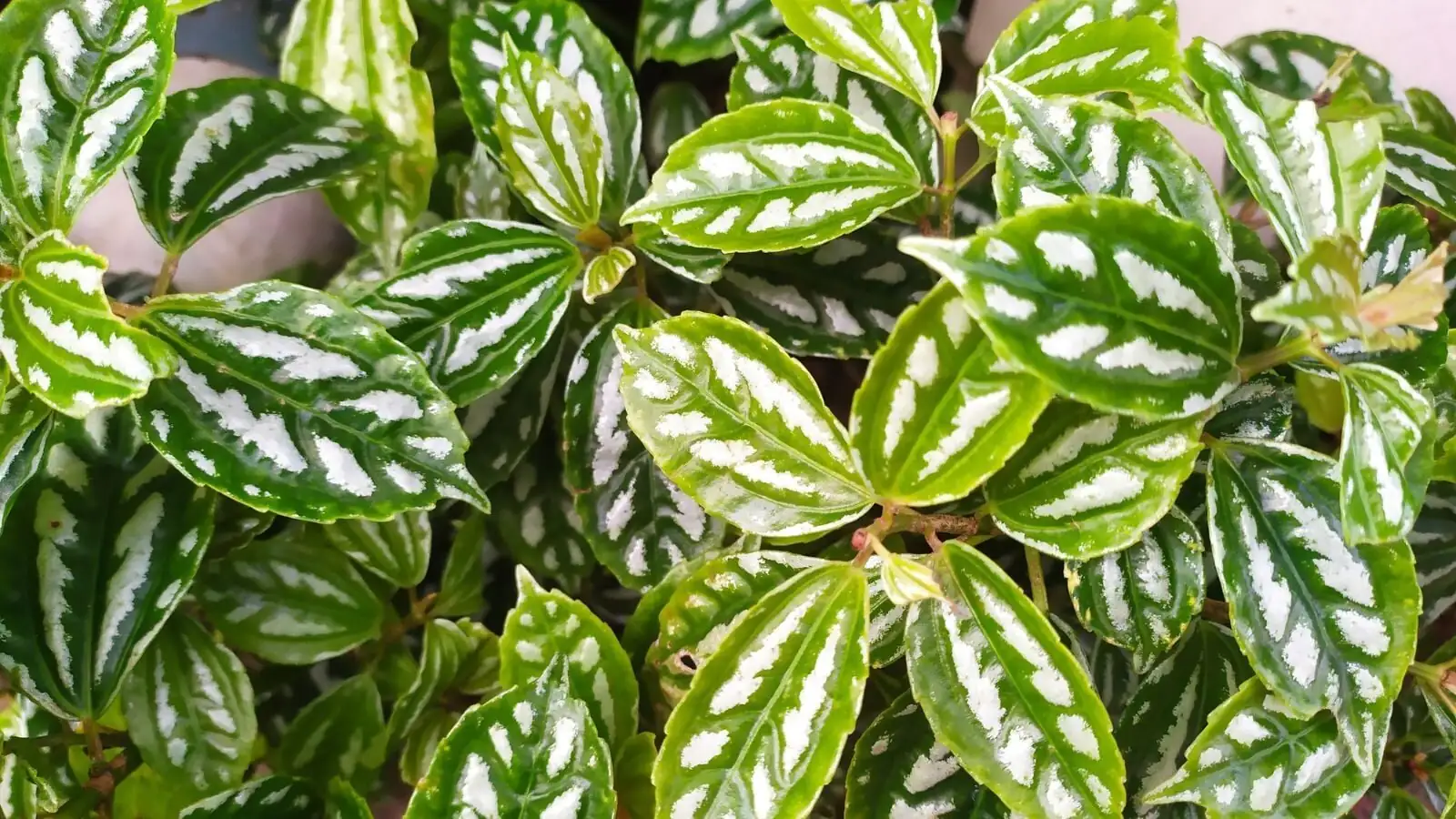 好看但别乱碰嘴：花叶冷水花是否有毒？宠物与孩子家庭的安全清单