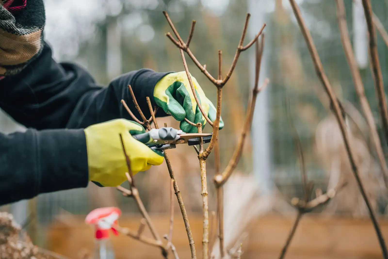 aluminum plant pruning with gloves
