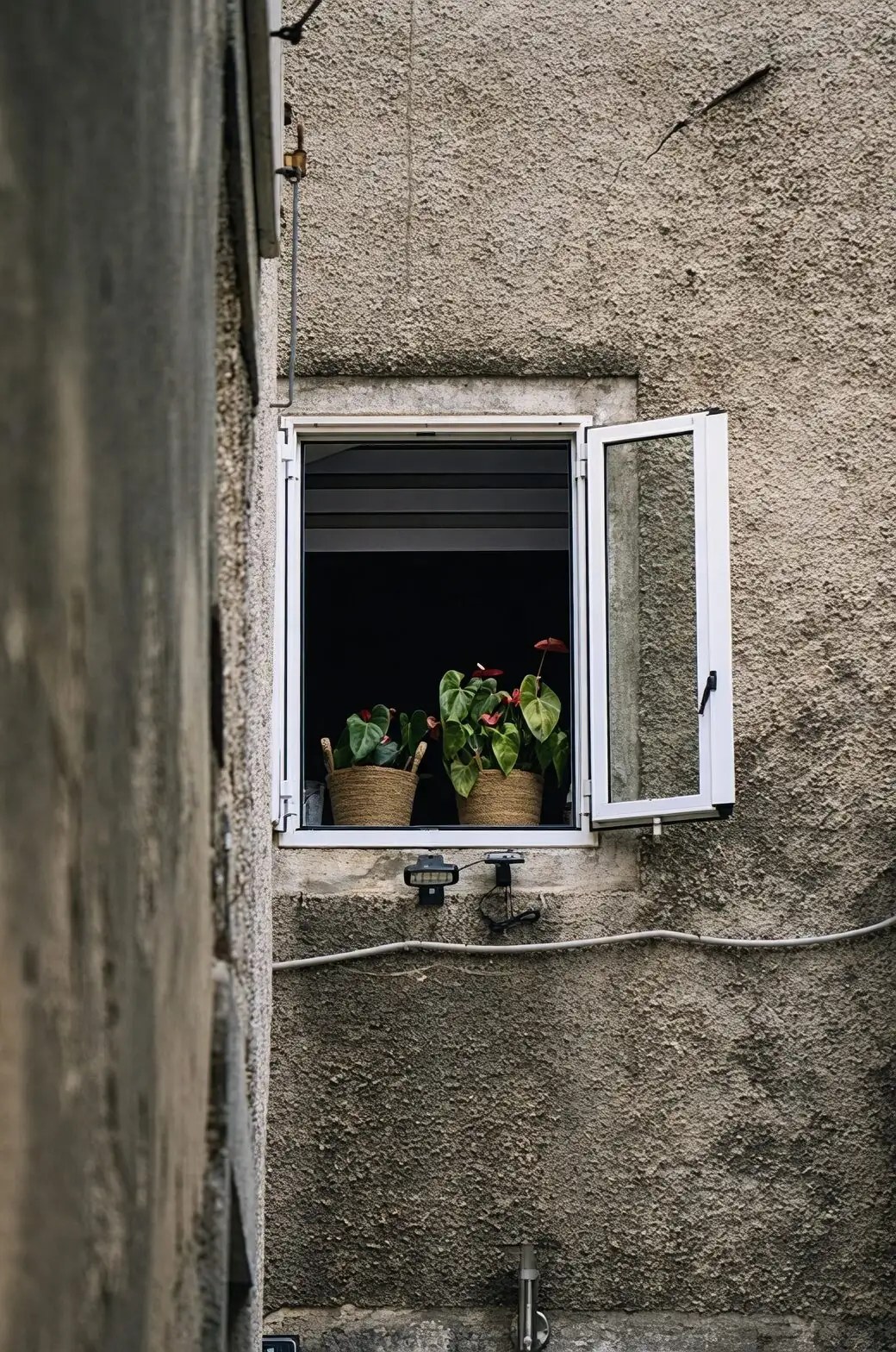 aluminum plant bright window light