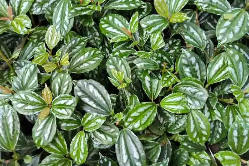 pilea cadierei bright window sheer curtain