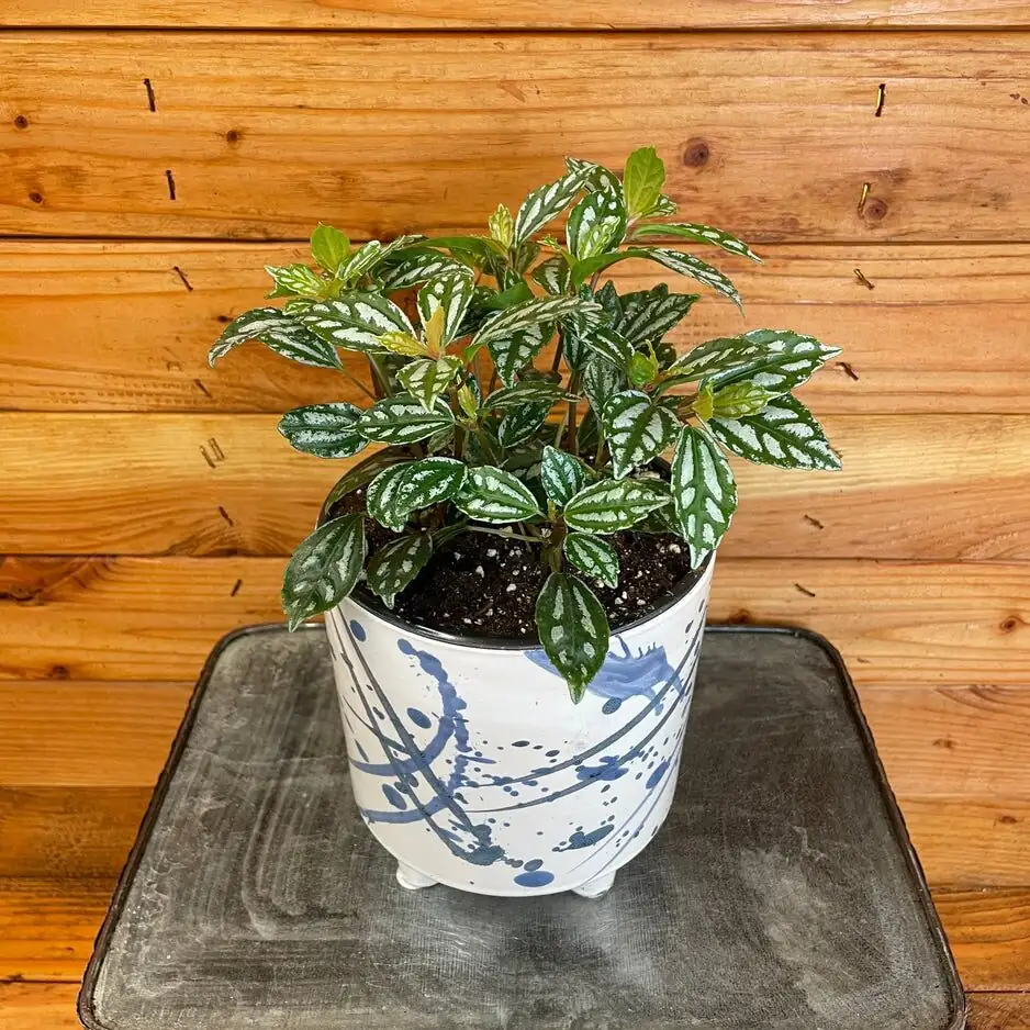 pilea cadierei pebble tray humidifier