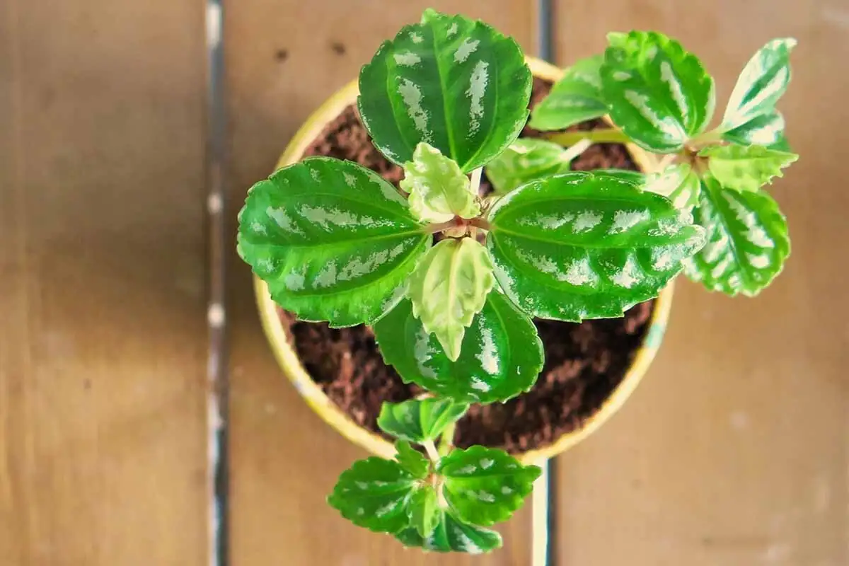 pilea cadierei watering along pot rim