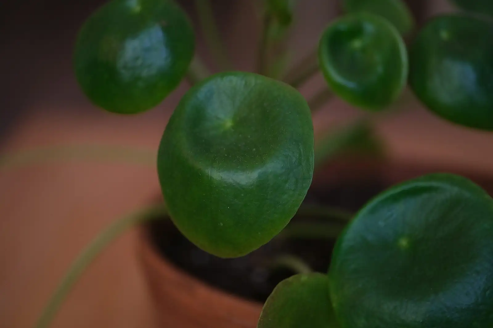 pilea cadierei stem cutting propagation