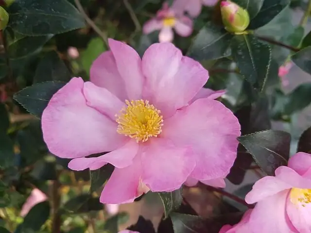秋冬不落蕾！茶梅‘光-温-水’保花三件套，一周见效