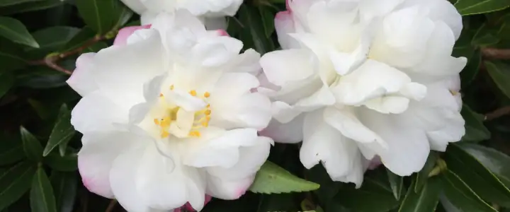 camellia sasanqua flower buds close-up