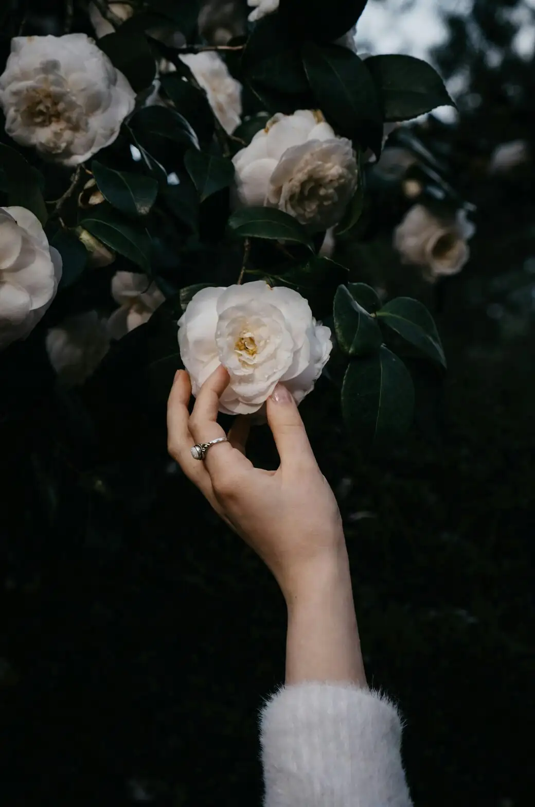 camellia sasanqua by window thermometer