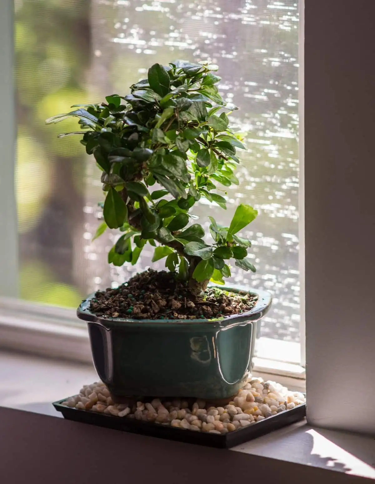 camellia sasanqua pebble tray humidity
