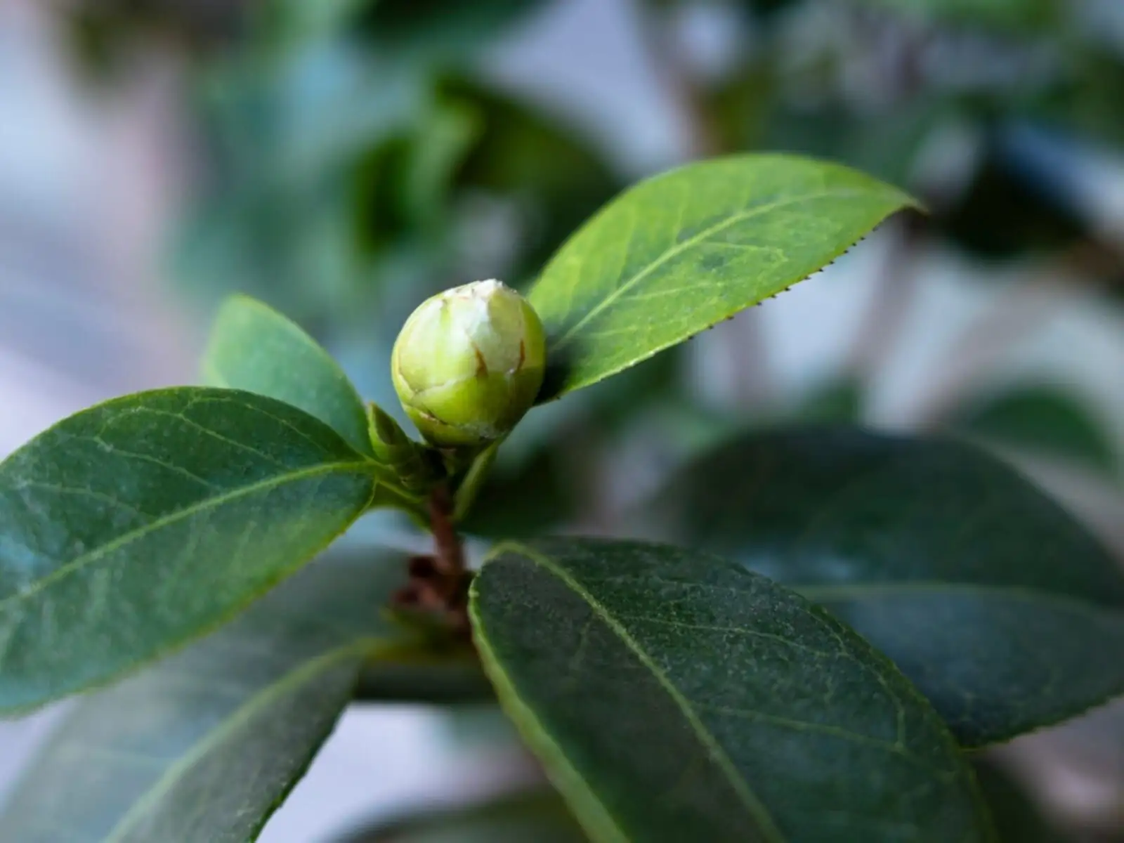 sasanqua camellia bud thinning hand