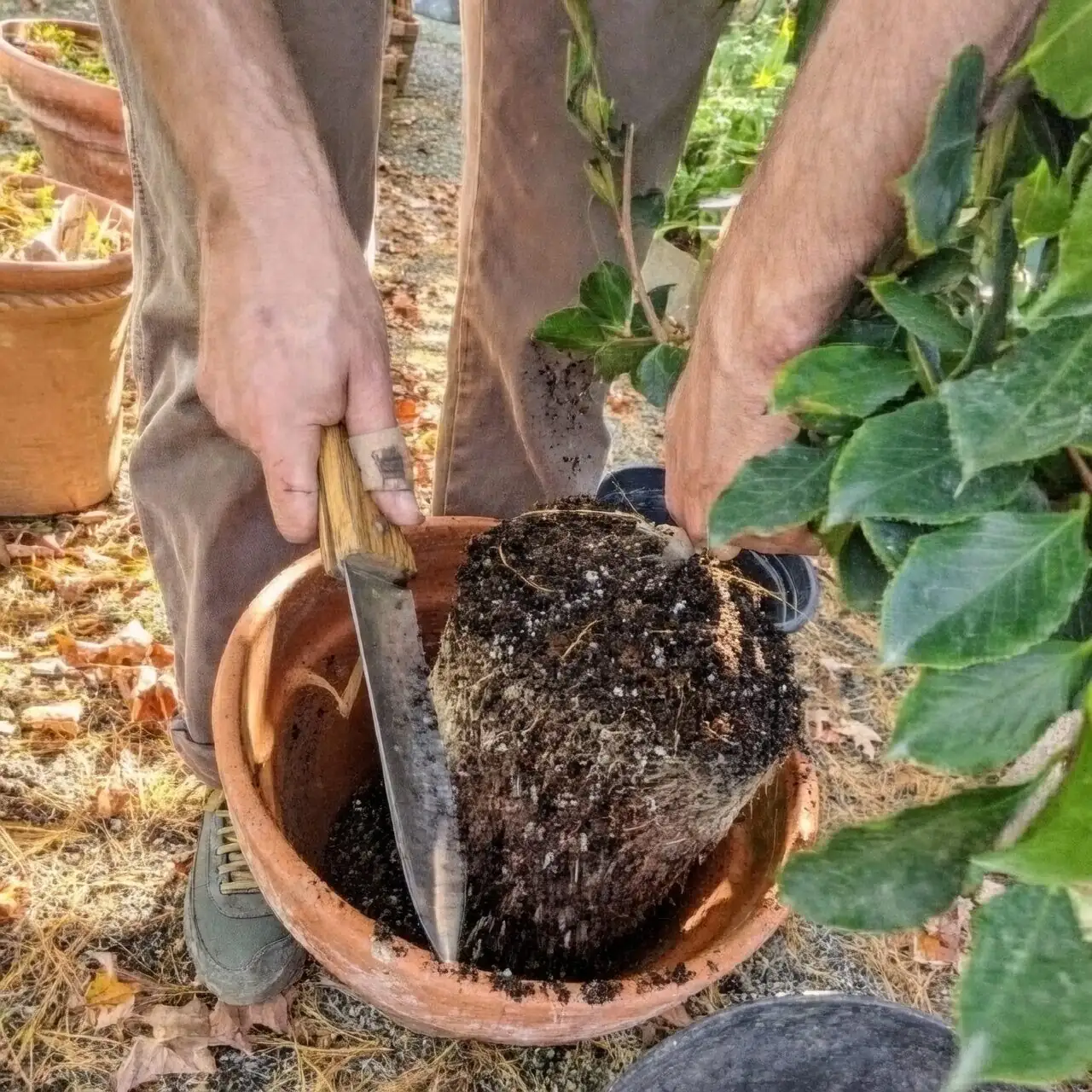 sasanqua camellia repotting roots