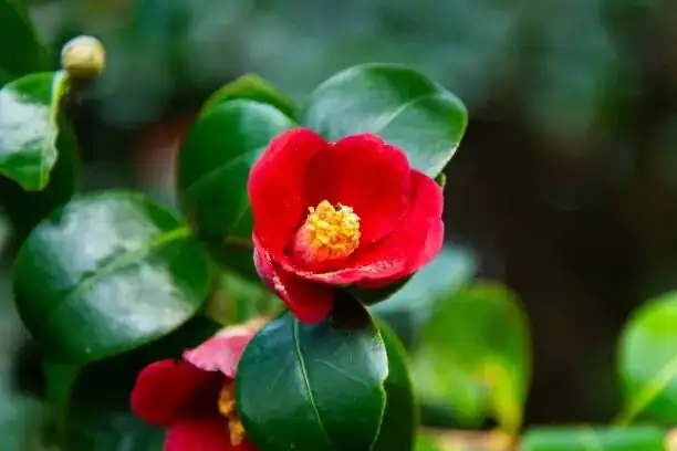 sasanqua camellia leaf wiping close-up