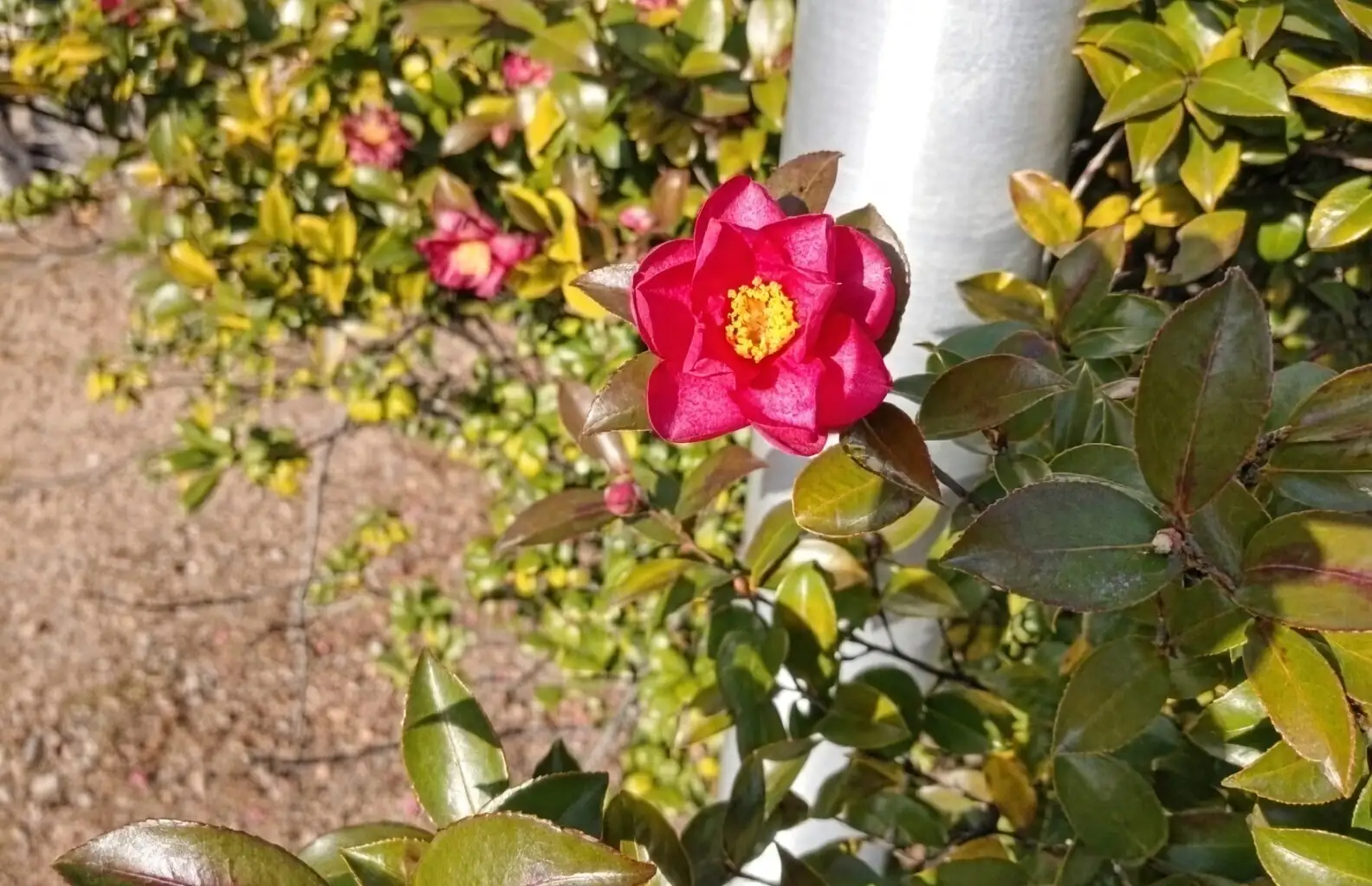 sasanqua camellia repotting well draining soil
