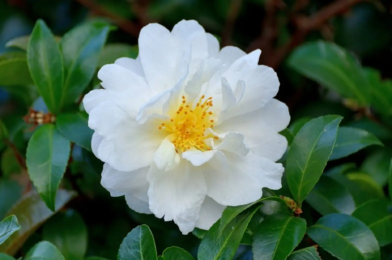 sasanqua camellia bright window airflow