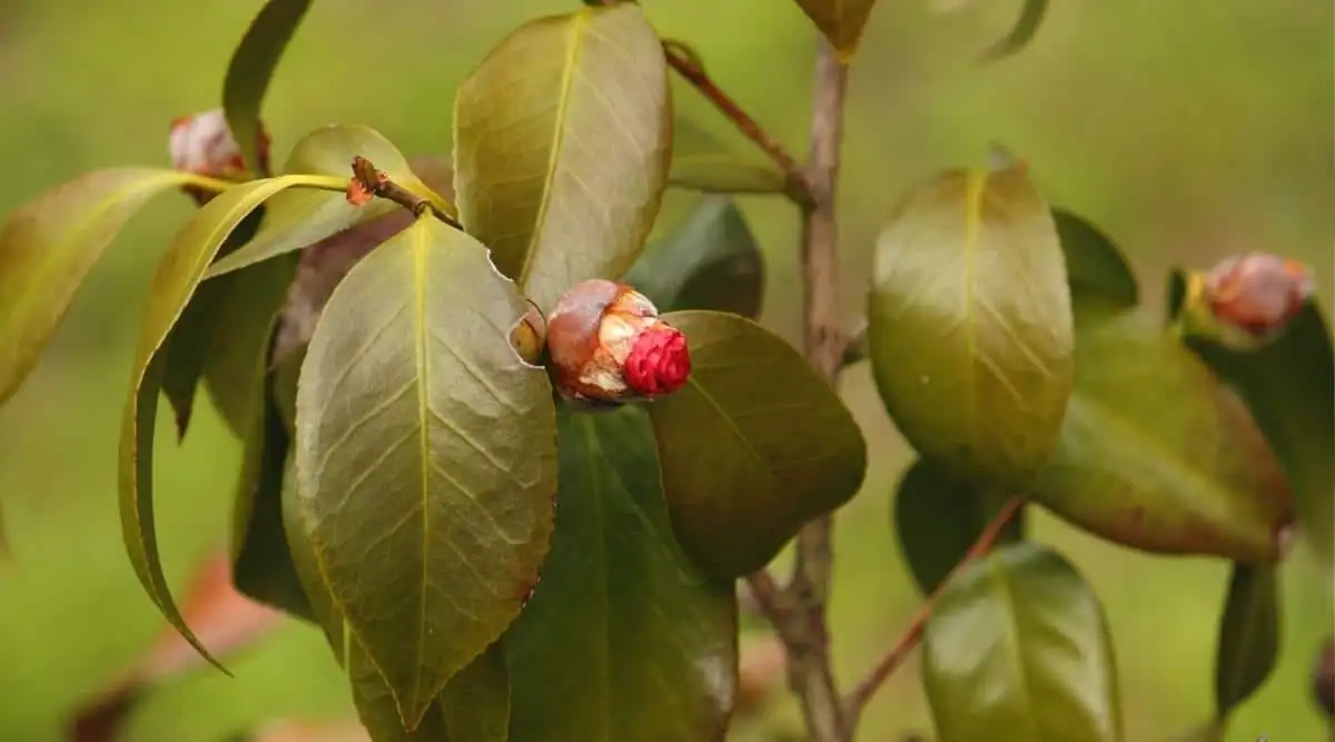sasanqua camellia pruning diseased leaves
