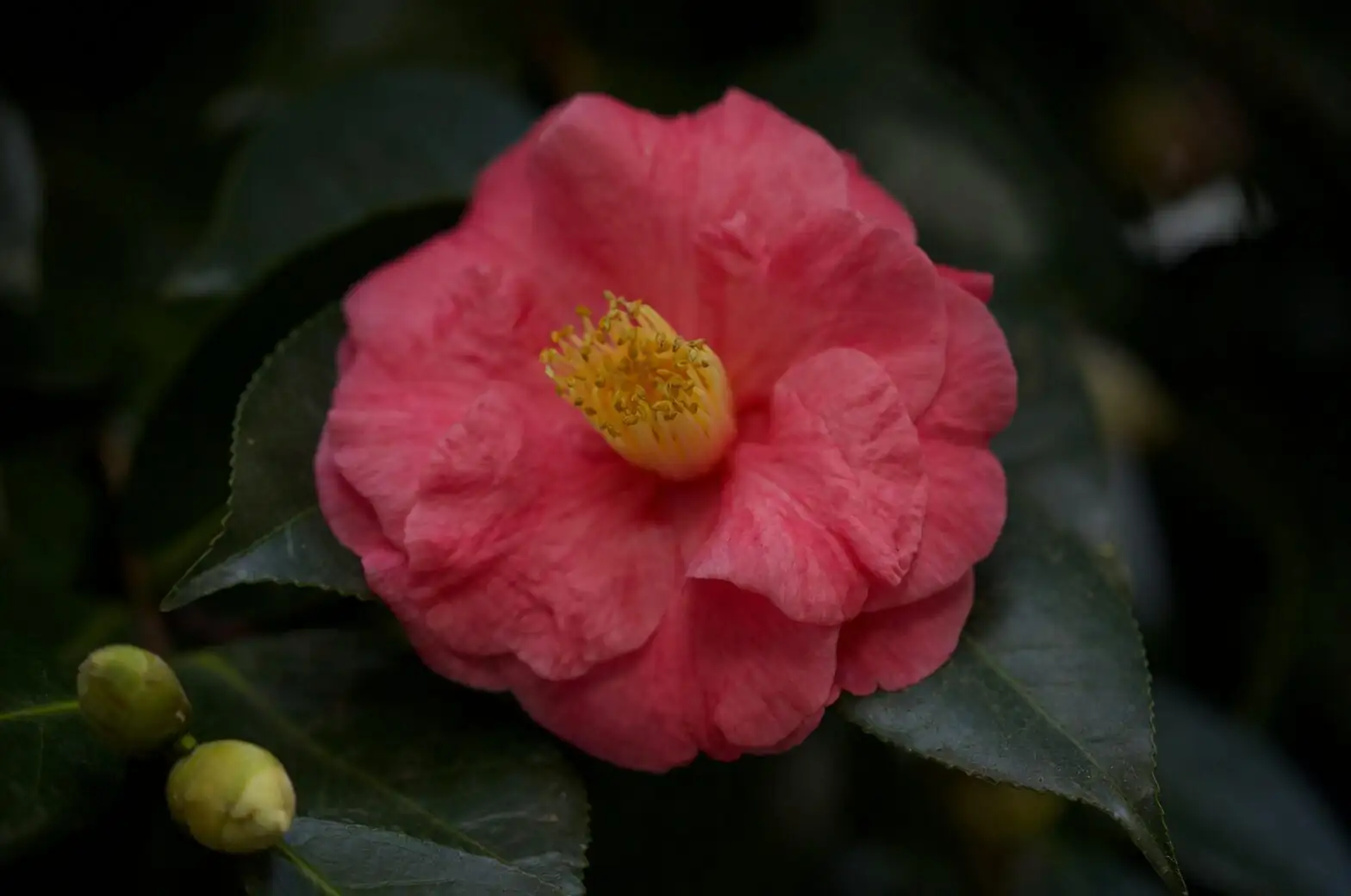sasanqua camellia leaf scorch close-up