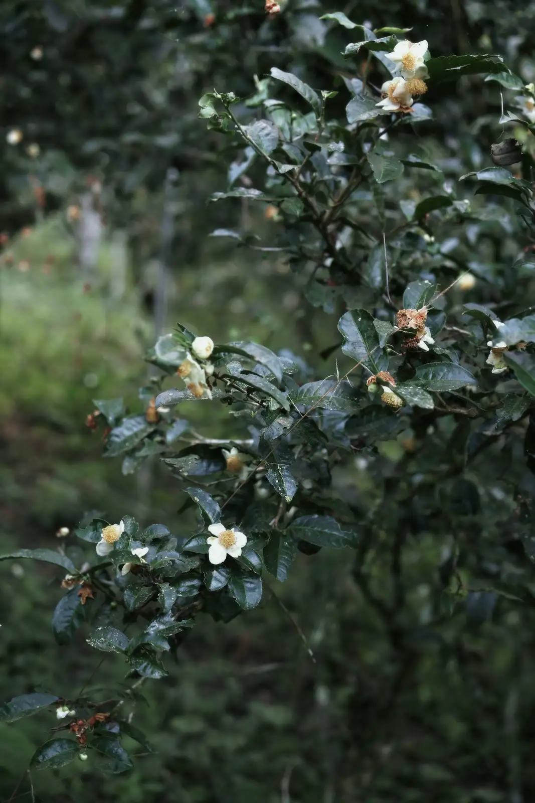 sasanqua camellia misting leaves