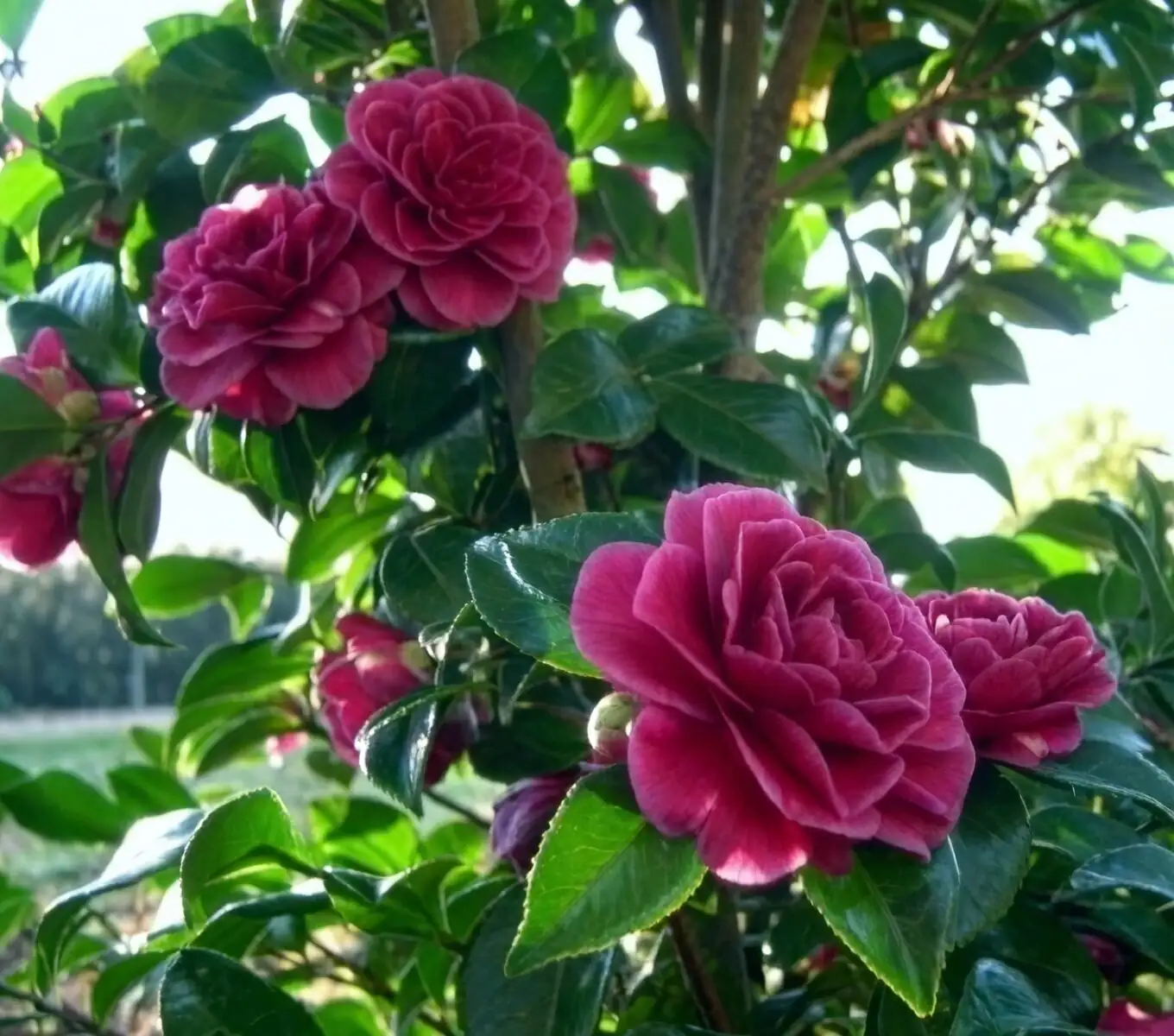 sasanqua camellia under dappled shade