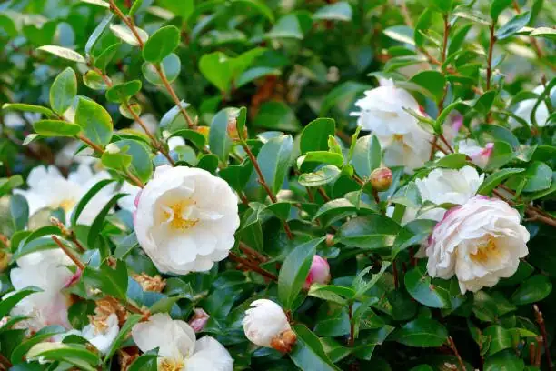 sasanqua camellia winter garden bloom