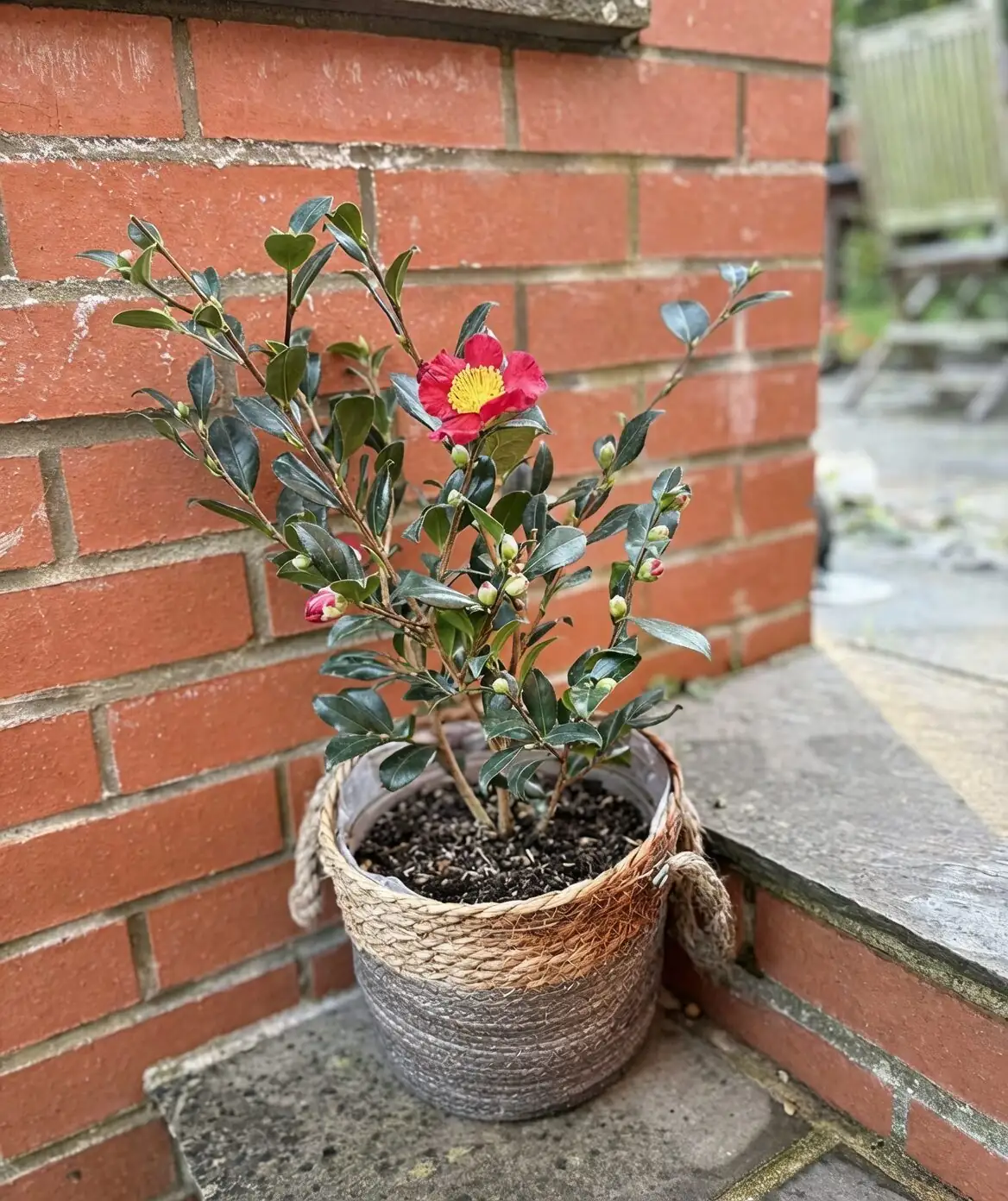 sasanqua camellia gift potted ribbon