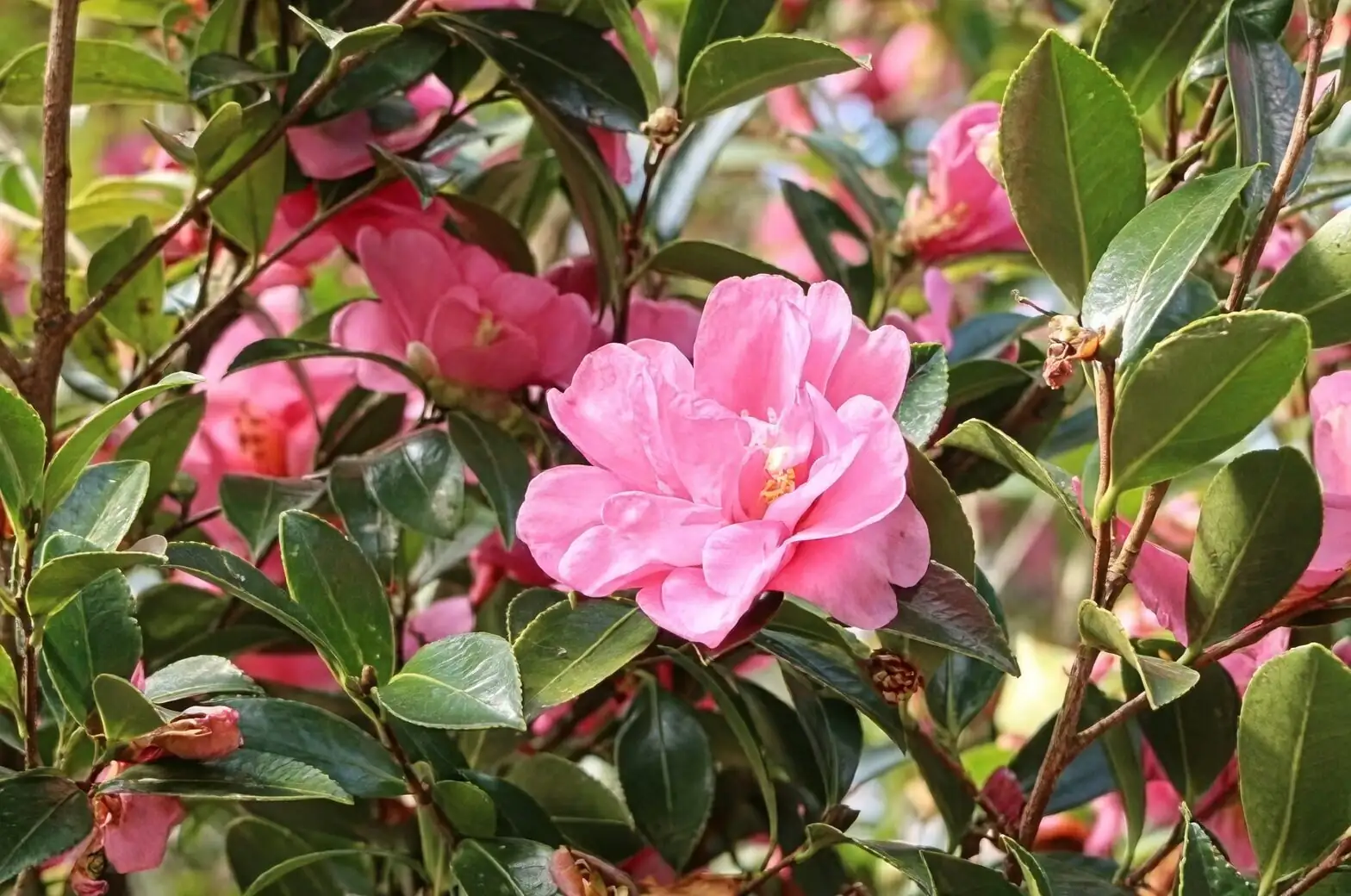 sasanqua camellia pink flower close-up
