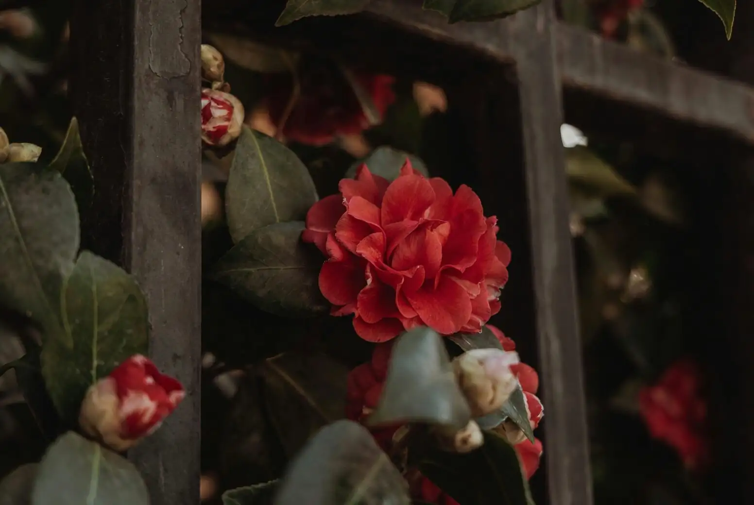sasanqua camellia heel cutting close-up