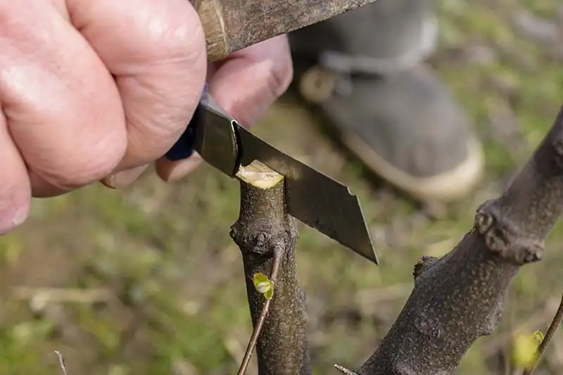 sasanqua camellia cleft graft on oleifera