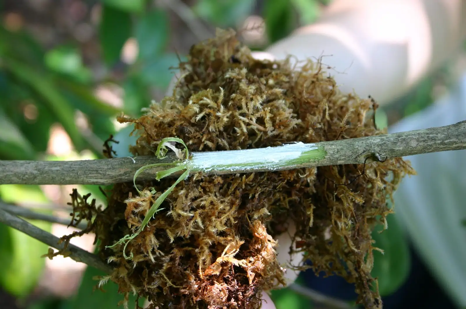 sasanqua camellia air layering moss