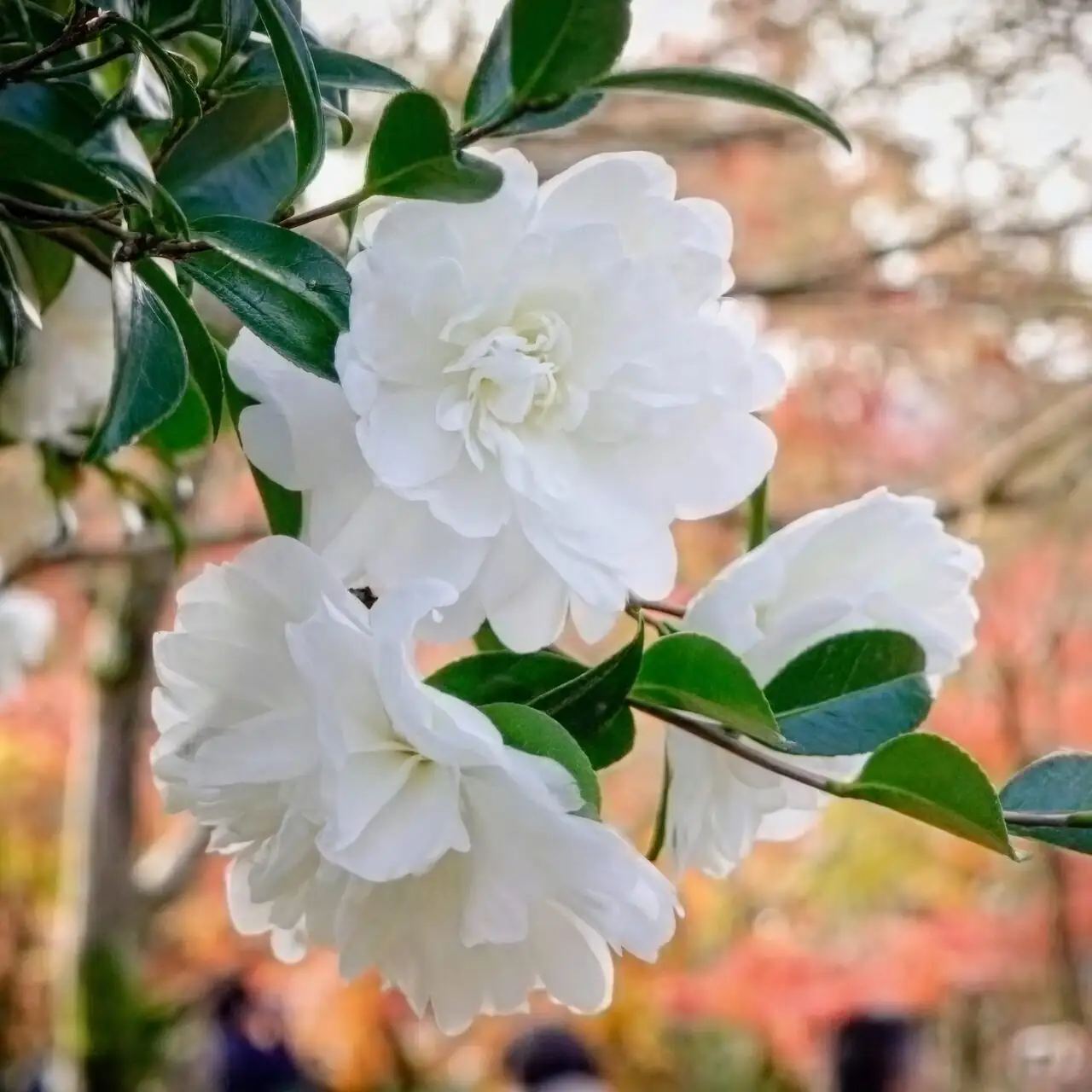 camellia sasanqua layering balcony garden