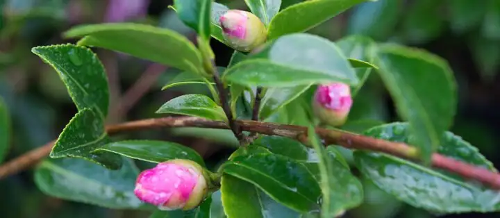 camellia sasanqua bud thinning pruning
