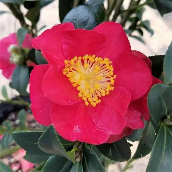 camellia sasanqua red flowers warm wood interior