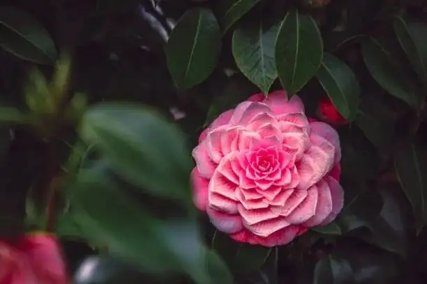 camellia sasanqua morning light window