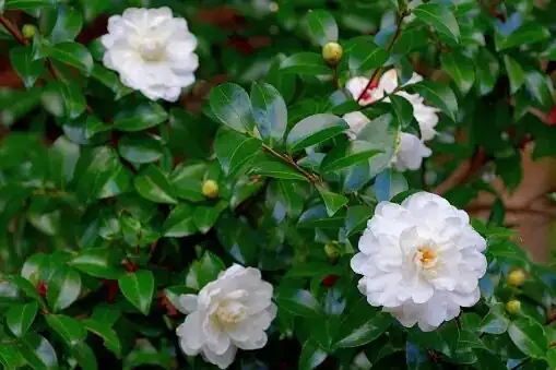camellia sasanqua half-open bloom close-up