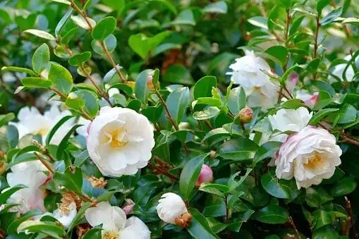 从枝条到造型：茶梅盆景入门与‘疏蕾—花后修剪’一套到位