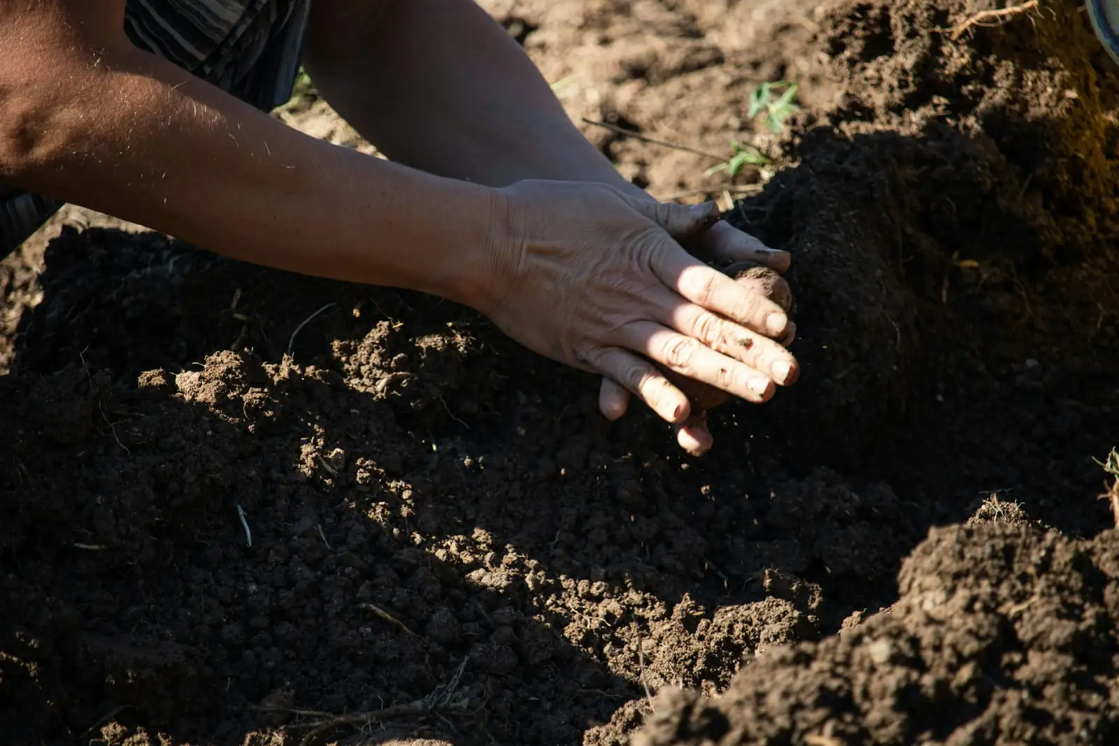 camellia sasanqua soil mix potting hands