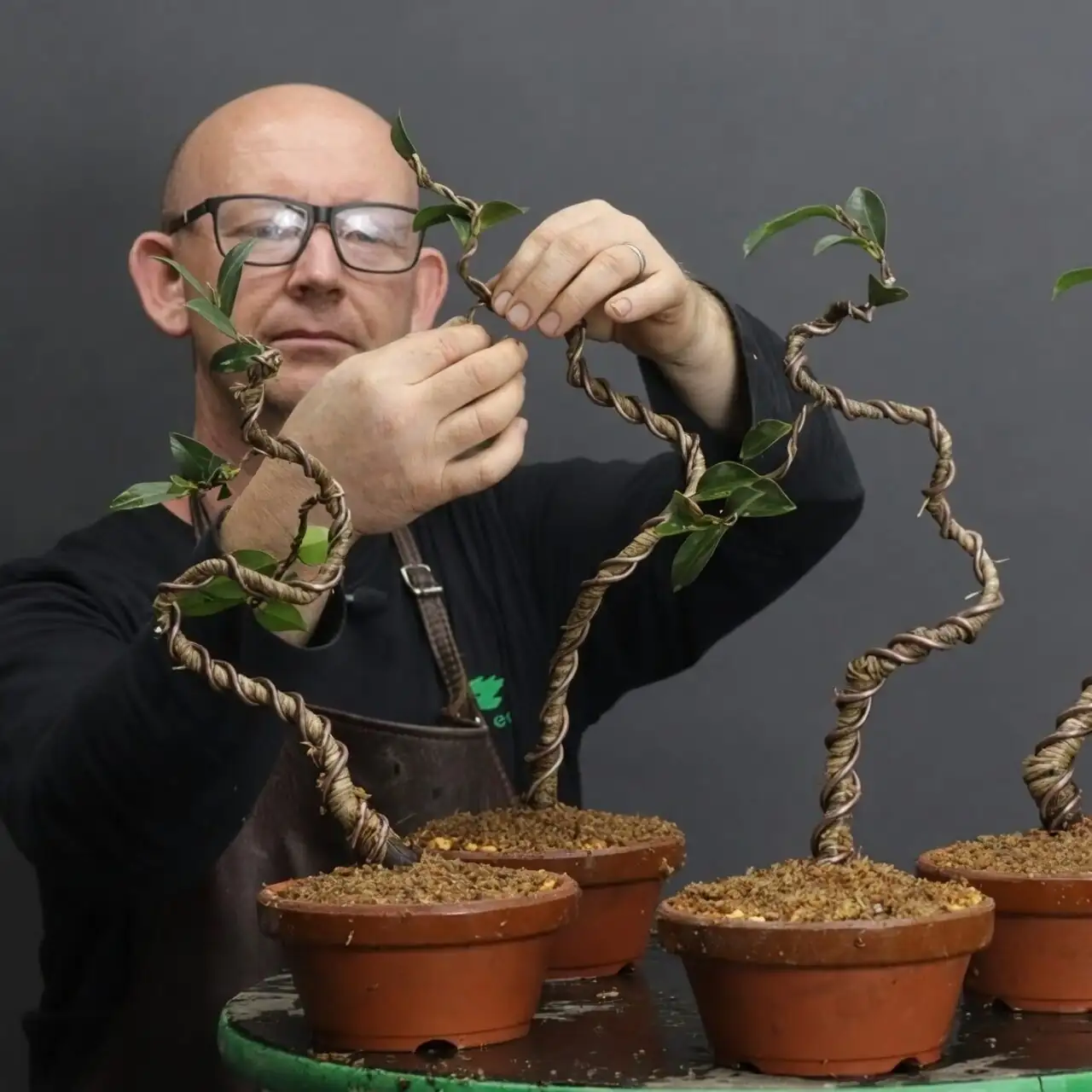 camellia sasanqua bonsai wiring aluminum wire