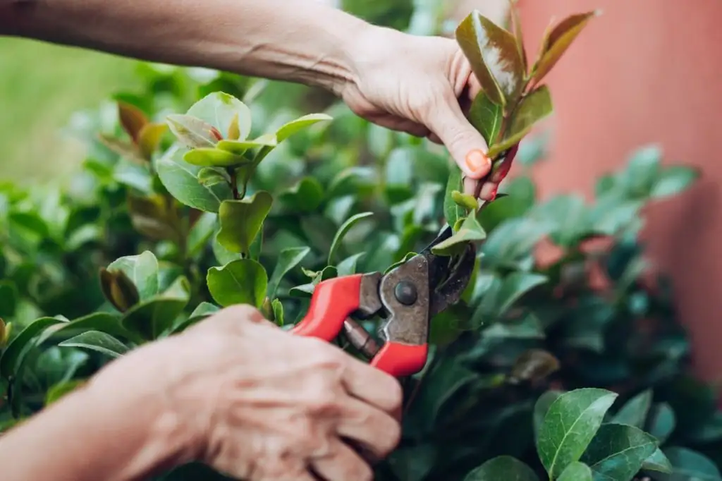 camellia sasanqua pruning after flowering secateurs