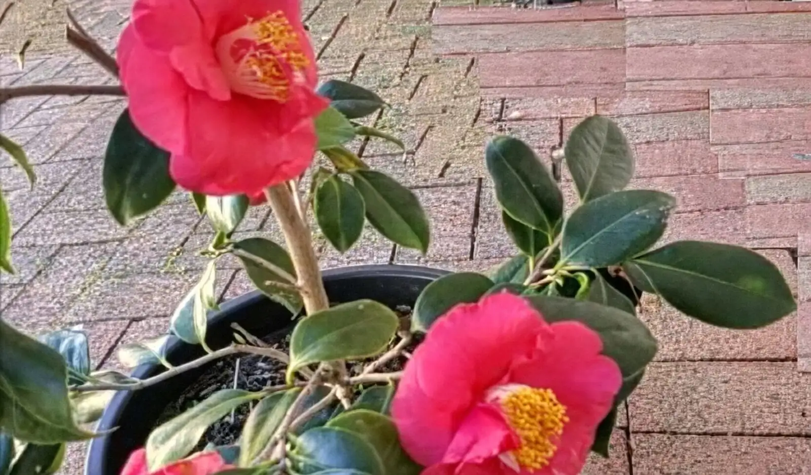 camellia sasanqua potted round canopy