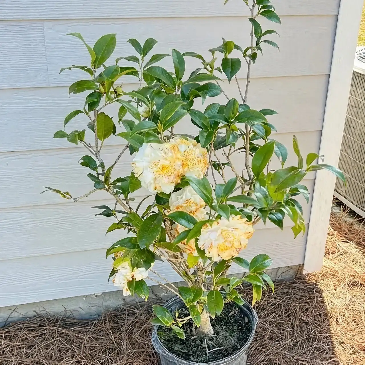 camellia sasanqua bright window placement