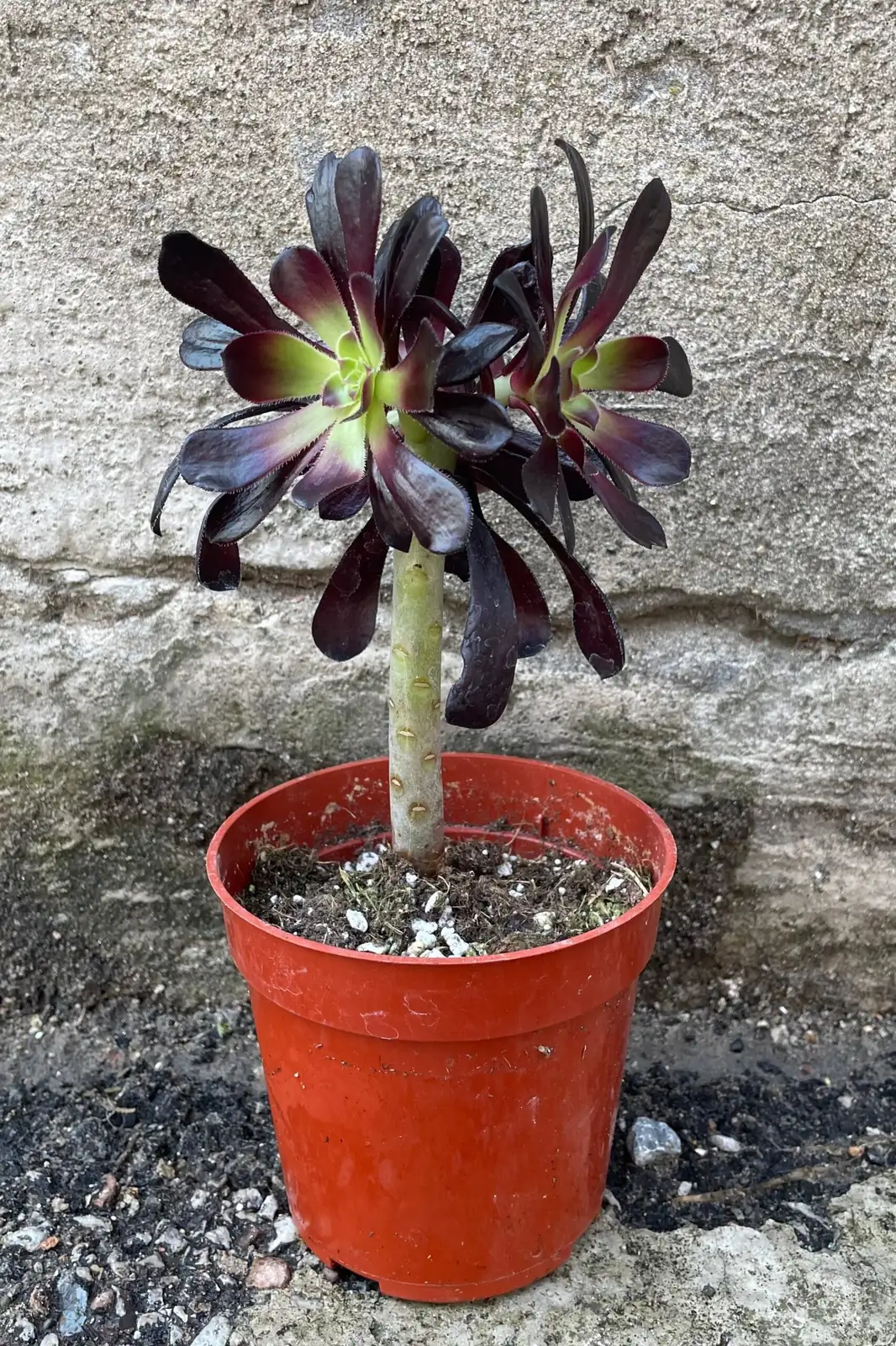 aeonium zwartkop watering pot edge